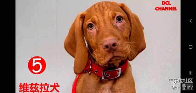 【寵物活動第九期】你心中最友善的狗