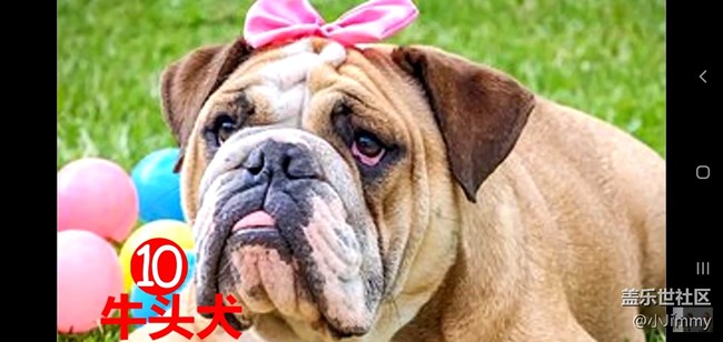 【寵物活動第九期】你心中最友善的狗