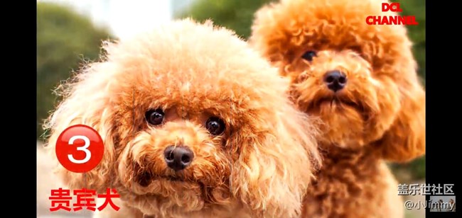 【寵物活動第九期】你心中最友善的狗