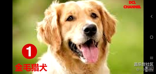 【寵物活動第九期】你心中最友善的狗