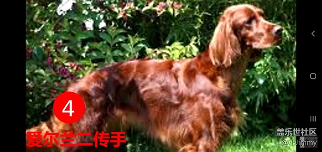 【寵物活動第九期】你心中最友善的狗