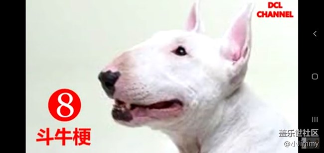 【寵物活動第九期】你心中最友善的狗