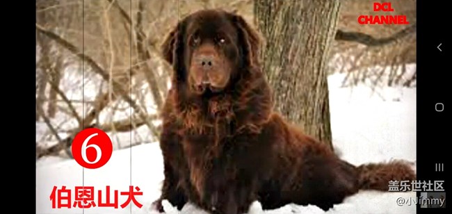 【寵物活動第九期】你心中最友善的狗