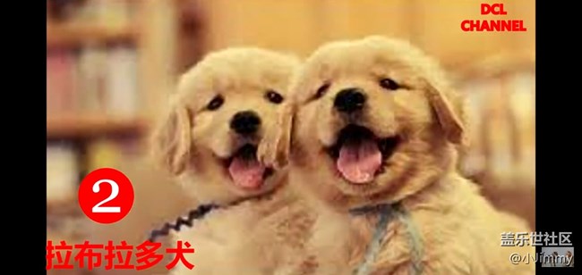 【寵物活動第九期】你心中最友善的狗