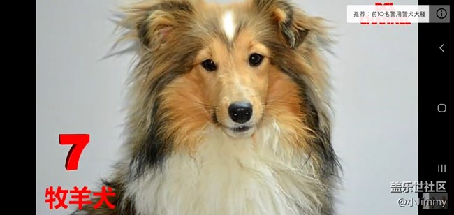 【寵物活動第九期】你心中最友善的狗