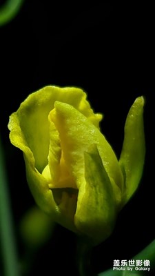 花花世界