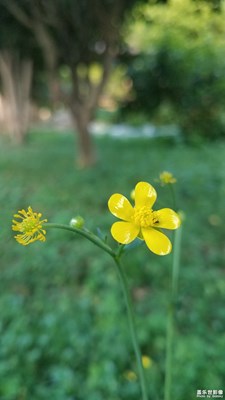 【你好2020】+路邊的野花1