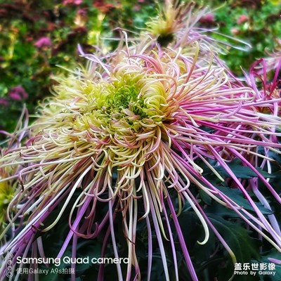 鮮花盛開(kāi)的蘭州