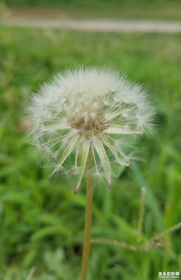 【你好2020】+毛毛球