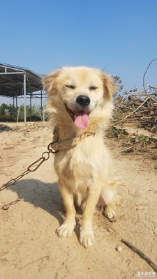 【你好2020】+汪星人