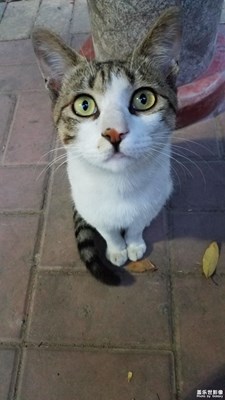 【你好2020】+貓貓咪呀