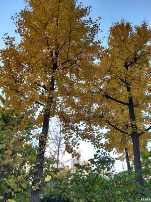 【你好2020】+ 記錄2019的春夏秋冬