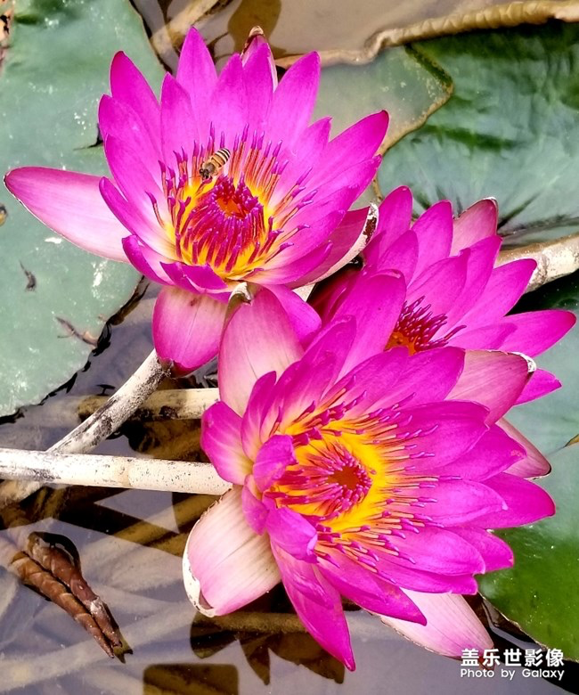 【每周星鮮事】第18期：運(yùn)動(dòng)版塊開幕啦