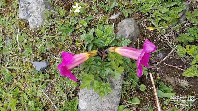 丹巴莫斯卡村的土撥鼠