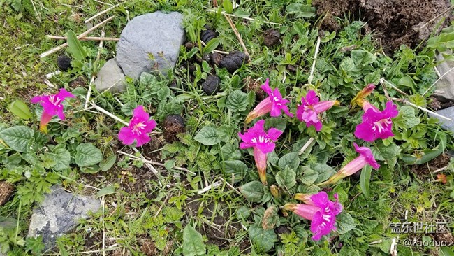 丹巴莫斯卡村的土撥鼠