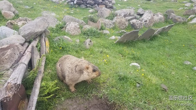 丹巴莫斯卡村的土撥鼠