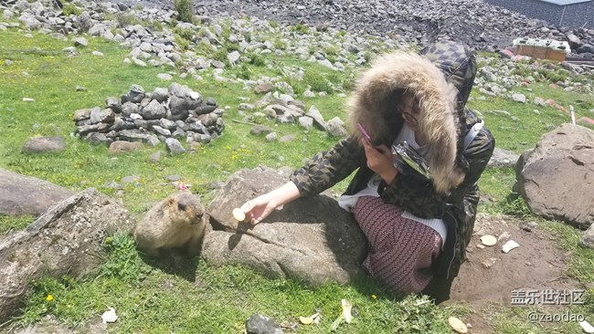 丹巴莫斯卡村的土撥鼠