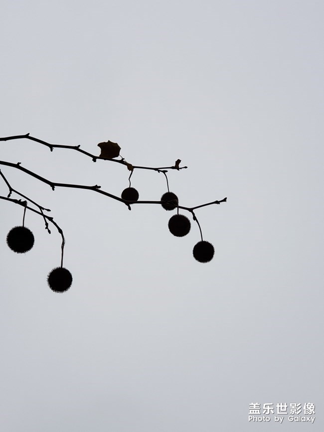 【每周星鮮事】第19期：一大波新春活動(dòng)來(lái)襲