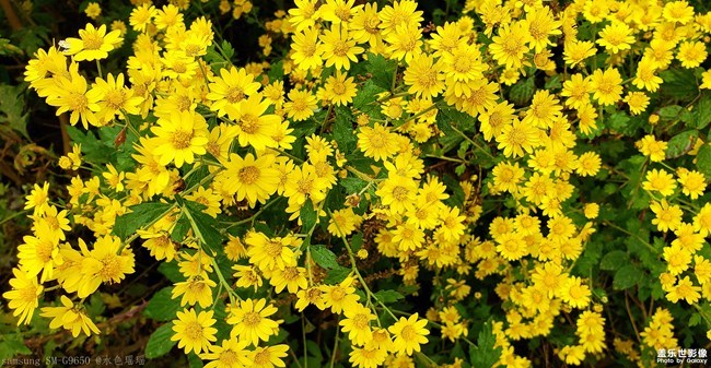 【每周星鮮事】第19期：一大波新春活動(dòng)來(lái)襲