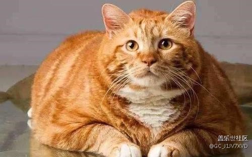 為什么會有橘貓容易長成胖子的說法？