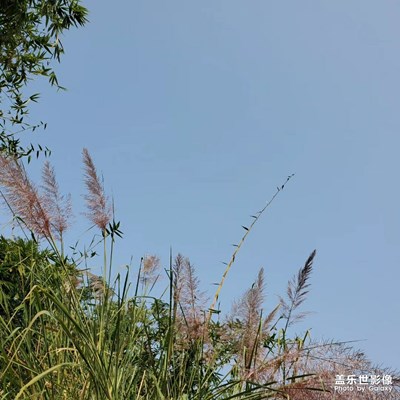 冬之蘆葦