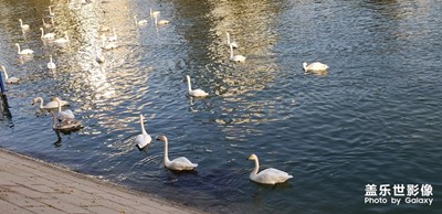 庫(kù)爾勒孔雀河公園， 看天鵝好漂亮啊