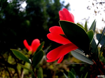 【繽紛世界】+茶花迎春