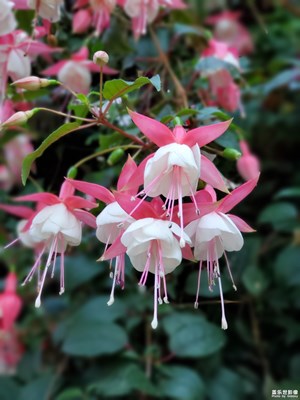 【繽紛世界】+花語
