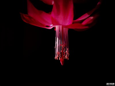 【鼠年吉祥】+花開(kāi)富貴