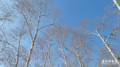 【鼠年吉祥】+冬日里的白楊