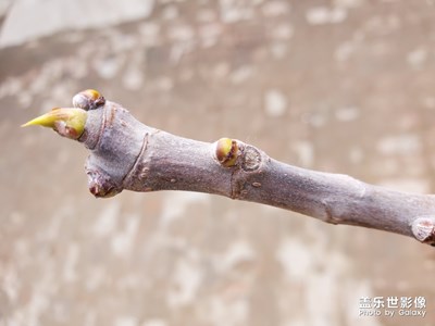 新芽