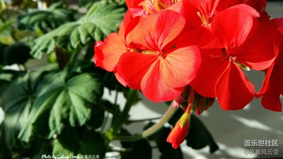 已開獎【蓋樂世影像周賽第126期】——新春