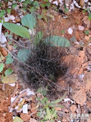 這種菌類有毒嗎？我家菜園子里一團(tuán)一團(tuán)的