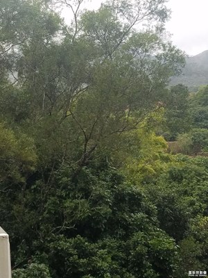 【鼠年吉祥】+春節(jié)出游