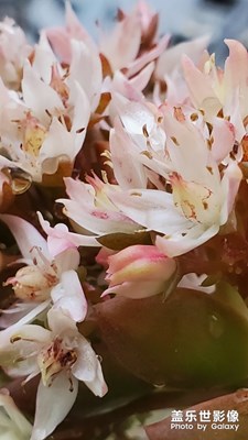 【鼠年吉祥】+多肉植物開花，美麗綻放
