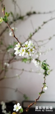 雪柳|殊勝