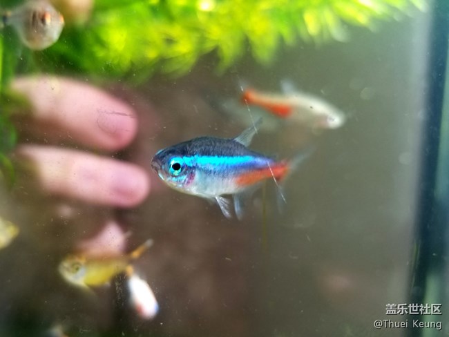 SPen簡筆畫，提筆記錄生活