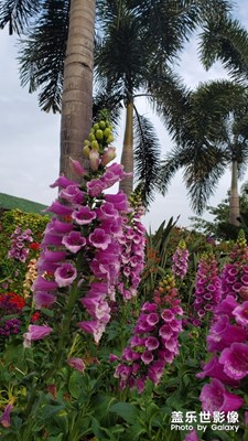 珠江兩岸