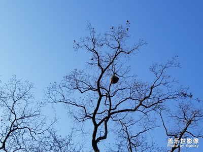 【新春】+天河公園