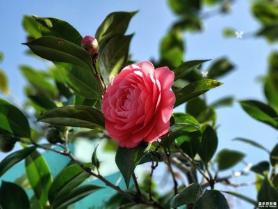 【新春】+春天到了