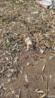 【鼠年吉祥】+不一樣的春節(jié)