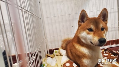 此刻，終于能體會(huì)狗子的心情