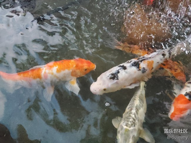 已開獎【寵物活動第十三期】魚之趣