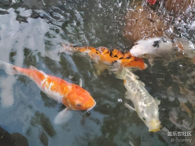 已開獎【寵物活動第十三期】魚之趣