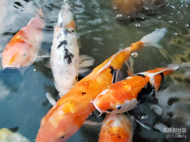 已開獎【寵物活動第十三期】魚之趣