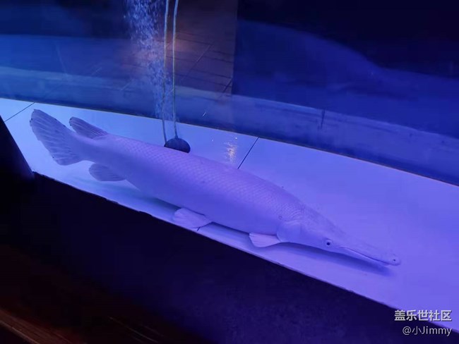 已開獎【寵物活動第十三期】魚之趣