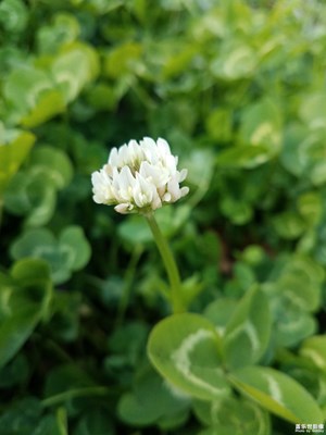 【我的生活】+春天即將來(lái)臨的野地