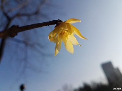 【我的生活】+河邊的臘梅