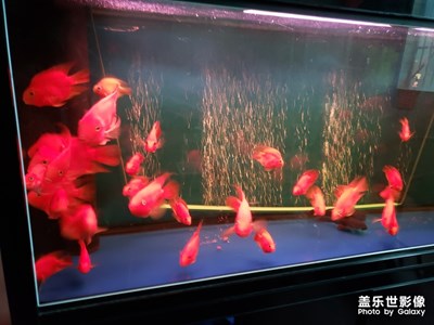 【我的生活】+我養(yǎng)的魚(yú)