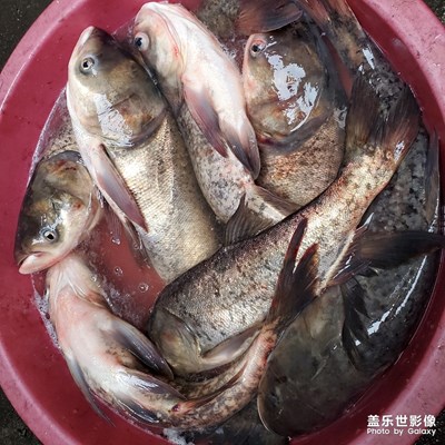 水庫魚